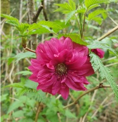 Rubus Spectabilis 'Olympic Double'